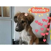 Δίνεται για υιοθεσία - χαρίζεται ημίαιμη σκυλίτσα Whippet - Γουίπετ