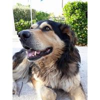 Δίνεται για υιοθεσία - χαρίζεται ημίαιμος σκυλάκος New Foundland - Νέας Γής