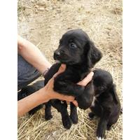 Δίνεται για υιοθεσία - χαρίζεται ημίαιμος σκυλάκος Coker Spaniel - Κόκερ Σπάνιελ