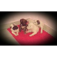 Δίνεται για υιοθεσία - χαρίζεται ημίαιμος σκυλάκος Dalmatian -Δαλματίας