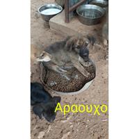 Δίνεται για υιοθεσία - χαρίζεται ημίαιμος σκυλάκος Dutch Shepherd - Ολλανδικό Ποιμενικό