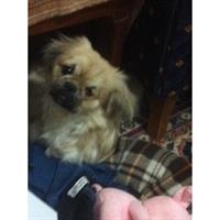 Δίνεται για υιοθεσία - χαρίζεται ημίαιμος σκυλάκος Pekingese - Πεκινουά