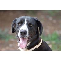 Δίνεται για υιοθεσία - χαρίζεται ημίαιμος σκυλάκος Great Dane - Μεγάλος Δανός