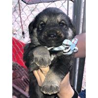 Δίνεται για υιοθεσία - χαρίζεται ημίαιμος σκυλάκος Central Asian Shepherd - Ποιμενικός Κεντρ. Ασίας