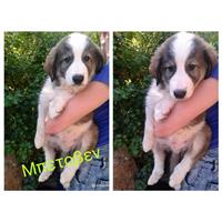 Δίνεται για υιοθεσία - χαρίζεται ημίαιμος σκυλάκος Caucasian - Ποιμενικός Καυκάσου