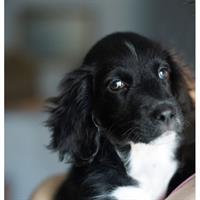 Δίνεται για υιοθεσία - χαρίζεται ημίαιμος σκυλάκος Coker Spaniel - Κόκερ Σπάνιελ