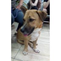 Δίνεται για υιοθεσία - χαρίζεται ημίαιμος σκυλάκος Cardigan Welsh Corgi - Κόργκι