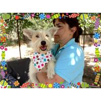 Δίνεται για υιοθεσία - χαρίζεται ημίαιμη σκυλίτσα West Highland - Γουέστ Χάιλαντ