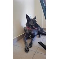 Δίνεται για υιοθεσία - χαρίζεται ημίαιμη σκυλίτσα Dutch Shepherd - Ολλανδικό Ποιμενικό