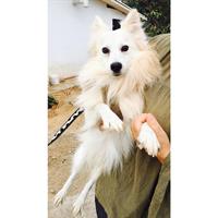 Δίνεται για υιοθεσία - χαρίζεται σκυλάκος Spitz - Σπιτζ 