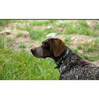 Δίνεται για υιοθεσία - χαρίζεται σκυλίτσα Kurzhaar - Κουρτσχαάρ