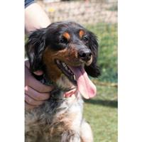 Δίνεται για υιοθεσία - χαρίζεται σκυλίτσα Epagneul Breton - Έπανιέλ Μπρετόν