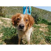 Δίνεται για υιοθεσία - χαρίζεται σκυλάκος Epagneul Breton - Έπανιέλ Μπρετόν