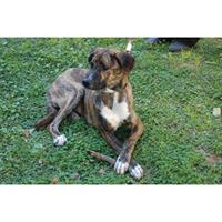 Δίνεται για υιοθεσία - χαρίζεται ημίαιμος σκυλάκος Bandog - Μπαντόγκ