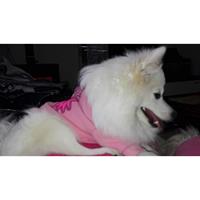 Δίνεται για υιοθεσία - χαρίζεται σκυλίτσα Spitz - Σπιτζ 