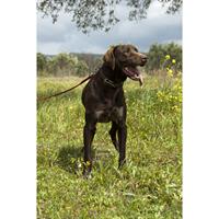 Δίνεται για υιοθεσία - χαρίζεται σκυλάκος Kurzhaar - Κουρτσχαάρ