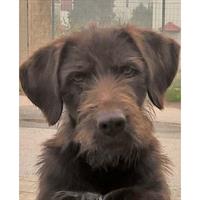 Δίνεται για υιοθεσία - χαρίζεται ημίαιμη σκυλίτσα Drahthaar - Ντρατχάαρ