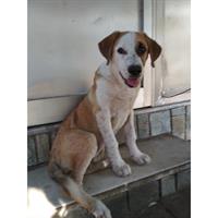 Δίνεται για υιοθεσία - χαρίζεται ημίαιμη σκυλίτσα Central Asian Shepherd - Ποιμενικός Κεντρ. Ασίας