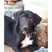 Δίνεται για υιοθεσία - χαρίζεται ημίαιμη σκυλίτσα Greek Molossus of Epirus - Μολοσσός της Ηπείρου