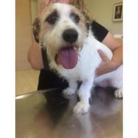 Δίνεται για υιοθεσία - χαρίζεται ημίαιμος σκυλάκος Fox terrier - Φοξ Τερριέ