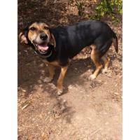 Δίνεται για υιοθεσία - χαρίζεται σκυλίτσα Bruno Jura Hound - Γιούρα Μπρούνο