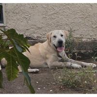 Δίνεται για υιοθεσία - χαρίζεται ημίαιμη σκυλίτσα Sharpei - Σαρ Πέι