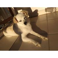Δίνεται για υιοθεσία - χαρίζεται σκυλίτσα Spitz - Σπιτζ 