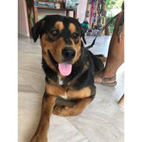 Δίνεται για υιοθεσία - χαρίζεται ημίαιμος σκυλάκος Rottweiler - Ροτβάιλερ