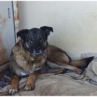 Δίνεται για υιοθεσία - χαρίζεται ημίαιμη σκυλίτσα Malinois - Μαλινουά