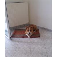 Δίνεται για υιοθεσία - χαρίζεται σκυλίτσα American Staffordshire Terrier - Τεριέ