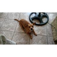 Δίνεται για υιοθεσία - χαρίζεται σκυλίτσα Chihuahua - Τσιουάουα 