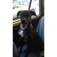 Δίνεται για υιοθεσία - χαρίζεται ημίαιμη σκυλίτσα Cane corso - Κάνε Κόρσο