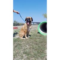 Δίνεται για υιοθεσία - χαρίζεται ημίαιμη σκυλίτσα Saint Bernard - Αγ. Βερνάρδου