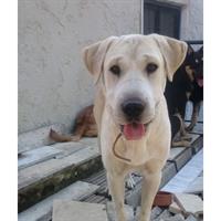 Δίνεται για υιοθεσία - χαρίζεται ημίαιμη σκυλίτσα Sharpei - Σαρ Πέι