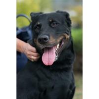 Δίνεται για υιοθεσία - χαρίζεται ημίαιμος σκυλάκος Rottweiler - Ροτβάιλερ