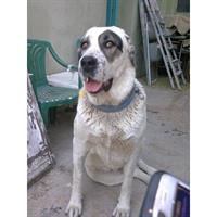 Δίνεται για υιοθεσία - χαρίζεται ημίαιμη σκυλίτσα Caucasian - Ποιμενικός Καυκάσου