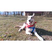 Δίνεται για υιοθεσία - χαρίζεται ημίαιμος σκυλάκος Siberian Husky - Σιβηρικό Χάσκυ