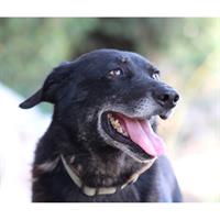 Δίνεται για υιοθεσία - χαρίζεται ημίαιμη σκυλίτσα