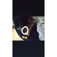 Δίνεται για υιοθεσία - χαρίζεται ημίαιμη σκυλίτσα Shih Tzu - Σιχ Τσου