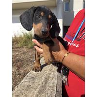 Δίνεται για υιοθεσία - χαρίζεται ημίαιμος σκυλάκος Bruno Jura Hound - Γιούρα Μπρούνο