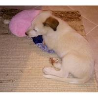 Δίνεται για υιοθεσία - χαρίζεται ημίαιμος σκυλάκος Greek White Sheepdog - Λευκό Ελληνικό Τσοπανόσκυλο