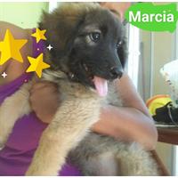 Δίνεται για υιοθεσία - χαρίζεται ημίαιμη σκυλίτσα Caucasian - Ποιμενικός Καυκάσου