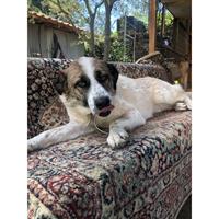 Δίνεται για υιοθεσία - χαρίζεται ημίαιμη σκυλίτσα Greek White Sheepdog - Λευκό Ελληνικό Τσοπανόσκυλο