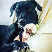 Δίνεται για υιοθεσία - χαρίζεται ημίαιμη σκυλίτσα Cane corso - Κάνε Κόρσο