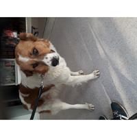 Δίνεται για υιοθεσία - χαρίζεται ημίαιμος σκυλάκος Saint Bernard - Αγ. Βερνάρδου