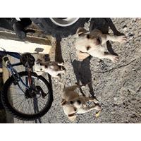 Δίνεται για υιοθεσία - χαρίζεται ημίαιμη σκυλίτσα Chihuahua - Τσιουάουα 