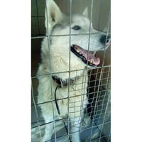 Δίνεται για υιοθεσία - χαρίζεται σκυλάκος Siberian Husky - Σιβηρικό Χάσκυ