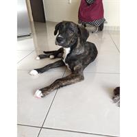 Δίνεται για υιοθεσία - χαρίζεται ημίαιμος σκυλάκος Dutch Shepherd - Ολλανδικό Ποιμενικό