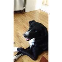 Δίνεται για υιοθεσία - χαρίζεται σκυλάκος Siberian Husky - Σιβηρικό Χάσκυ