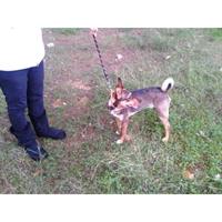 Δίνεται για υιοθεσία - χαρίζεται ημίαιμος σκυλάκος Chihuahua - Τσιουάουα 